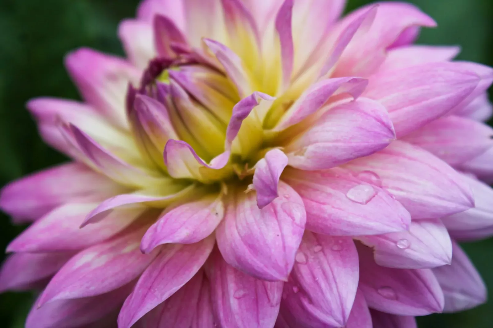 A close up of a pink flower with drops of water on it